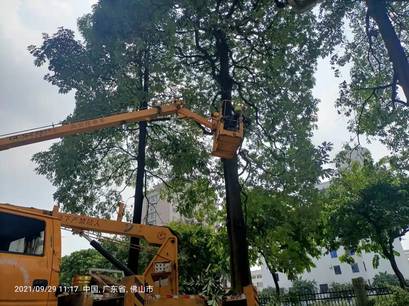 佛山树木裁枝保持城市绿化稳定