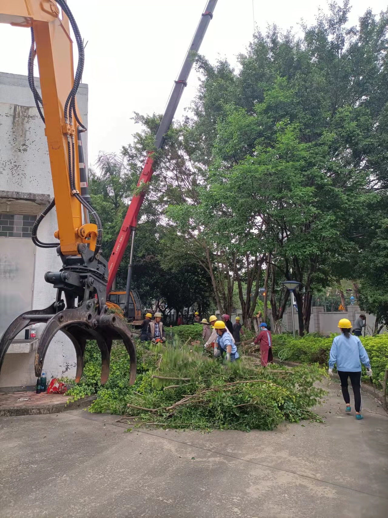 佛山大树移植技巧与经验总结